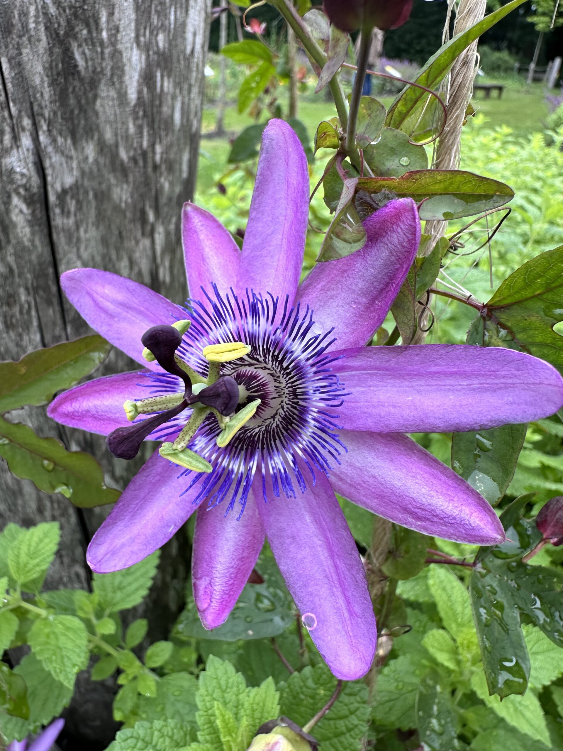 Passiflora