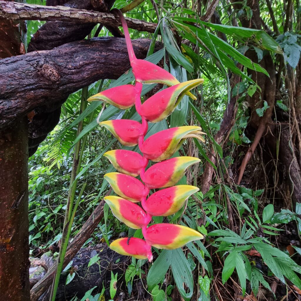 floradechiapas