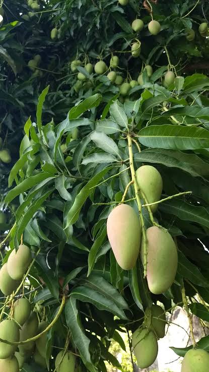 mango_manguifera_indica